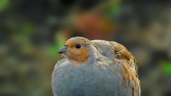 Grey Partridge Autumn Background — Stock Photo, Image