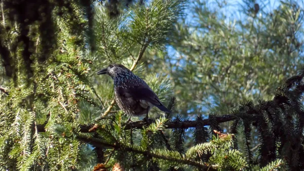 Vogel Gevlekte Notenkraker Achtergrond Van Lente Straalt Het Geluid Van — Stockfoto