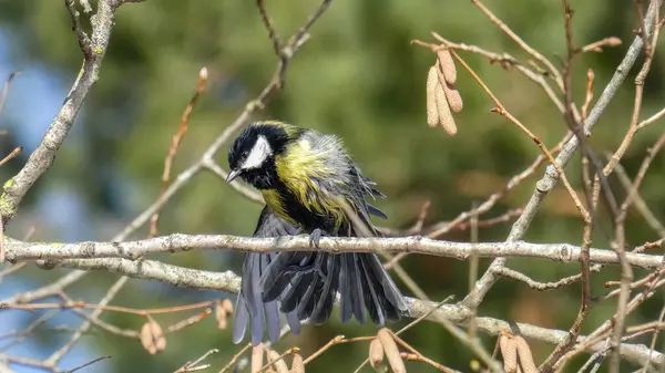 Great Tit Wet Warms Winter Sun — Fotografia de Stock