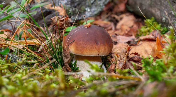 Boletus Edulis Een Kleine Gegroeid Groen Mos — Stockfoto