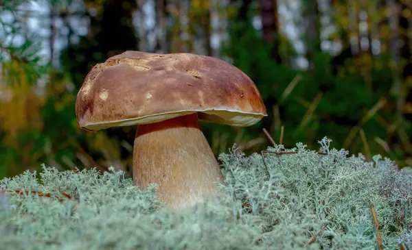 Middelgrote Boletus Witte Mos Van Het Bos Boletus Edulis — Stockfoto