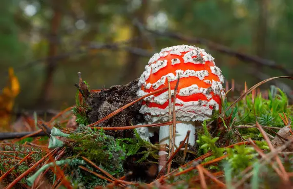 Amanita Bospaddenstoel Giftig Oneetbaar Mooi Met Een Rode Hoed — Stockfoto