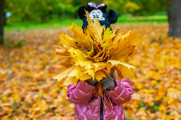 Flicka håller en stor bukett gula lönnlöv — Stockfoto