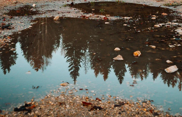 Reflectie in een plas pijnbomen — Stockfoto