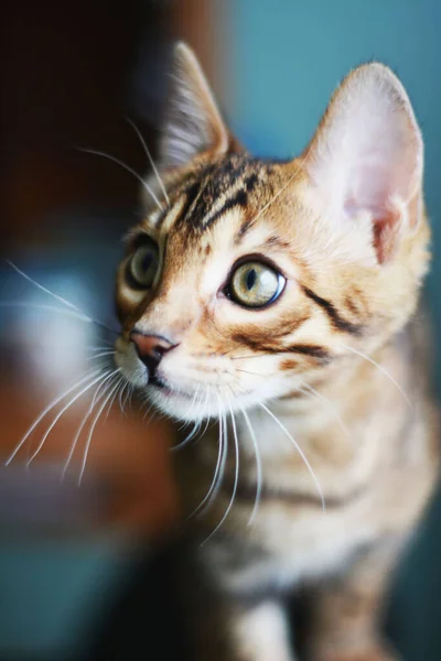 Carino gatto bengala a casa — Foto Stock