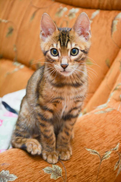 Милый бенгальский кот дома — стоковое фото