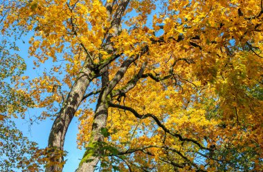 Sarı yapraklı bir huş ağacı