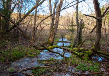 Küçük bir nehri olan sonbahar ormanı manzarası