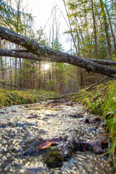 Őszi erdő táj egy kis folyóval — Stock Fotó