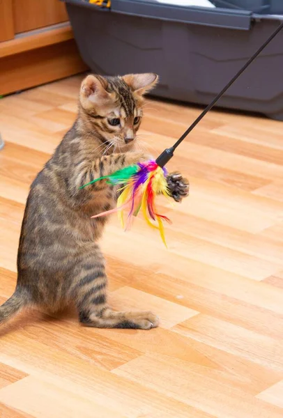 Grappig bengal kitty spelen met speelgoed — Stockfoto