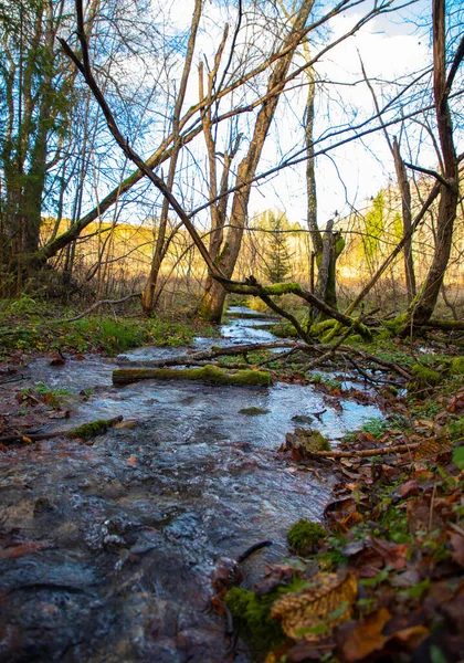 Küçük bir nehri olan sonbahar ormanı manzarası — Stok fotoğraf