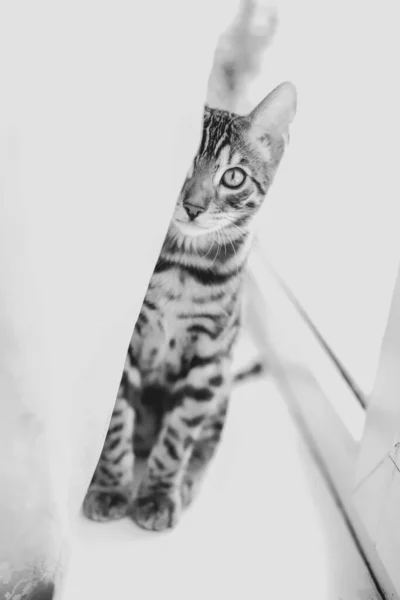 집에 앉아 있는 벵골 고양이 — 스톡 사진