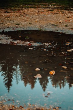 Çam ağaçlarının birikintisindeki yansıma