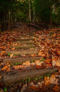 Ormanda eski ahşap, dar bir merdiven.