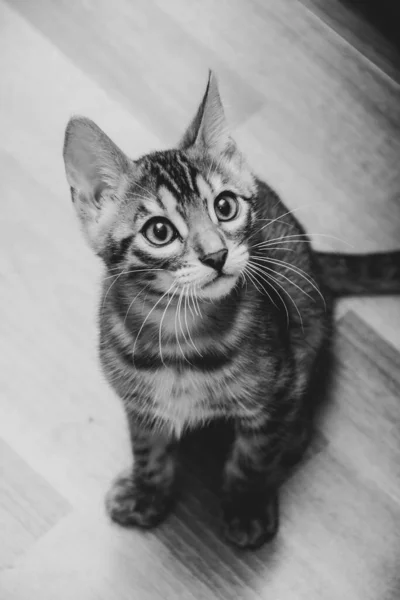 Sentado gato de Bengala en casa — Foto de Stock