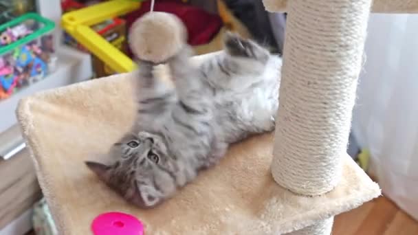 Η Περσίδα χαριτωμένη γατούλα παίζει. — Αρχείο Βίντεο