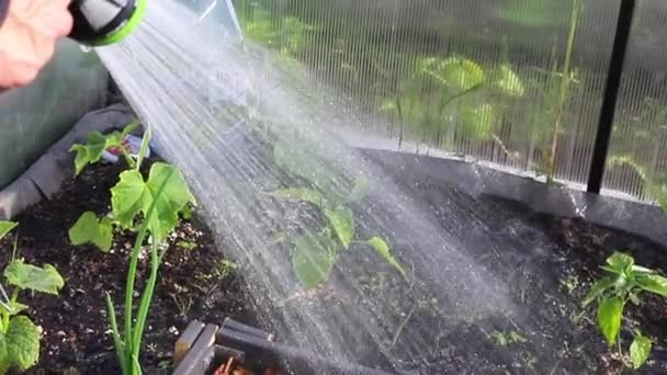 Uma mulher derrama água de uma mangueira em pepino — Vídeo de Stock