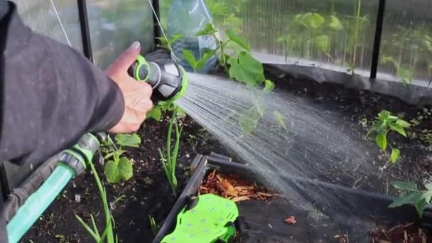 Uma mulher derrama água de uma mangueira em pepino — Vídeo de Stock