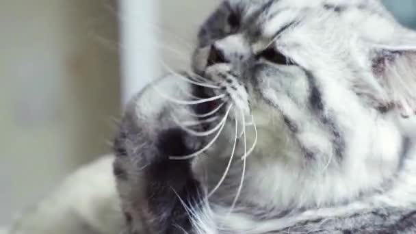 Χαριτωμένη Περσική γάτα πλένει — Αρχείο Βίντεο