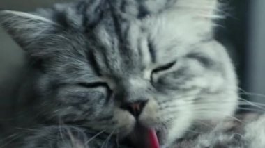 Şirin İran kedisi yıkıyor.