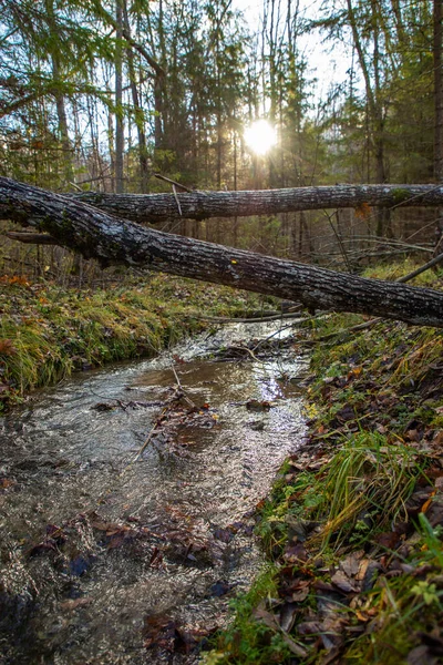 Őszi erdő táj egy kis folyóval — Stock Fotó