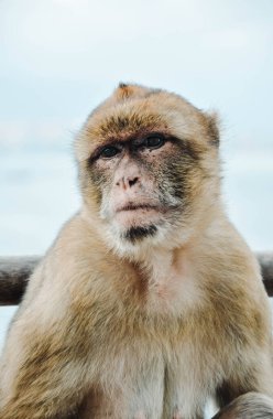 Cebelitarık 'taki maymun üzgün üzgün bakıyor.