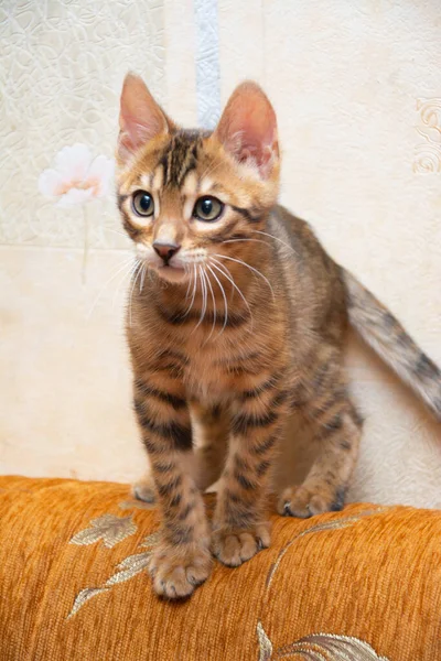 Lindo gato de bengala en casa —  Fotos de Stock