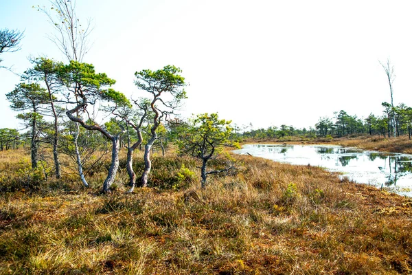 Осенний пейзаж болот в Национальном парке Кемери — стоковое фото