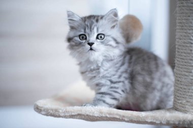  Evdeki kanepede oturan sevimli İran kedisi.