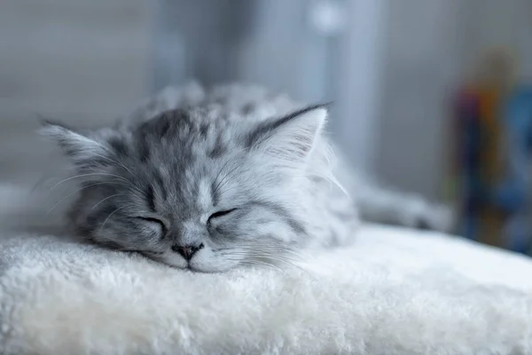 Chaton persan mignon dort sur le canapé à la maison — Photo