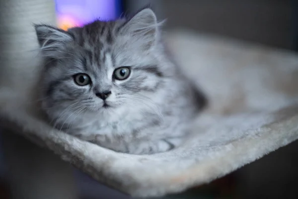 Милый персидский котенок лежит дома на диване — стоковое фото
