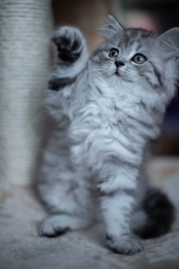  Evdeki kanepede ağzı açık, sevimli bir Pers kedisi.