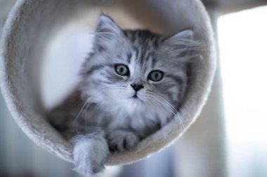  Evdeki kanepede yatan sevimli İran kedisi.