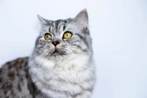 Roztomilý perský kočičí portrét sedí — Stock fotografie