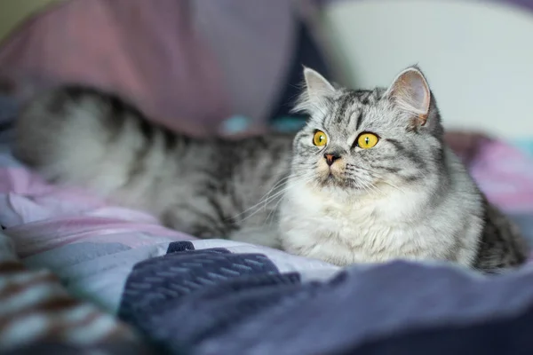 可爱的波斯猫肖像坐在沙发上 — 图库照片