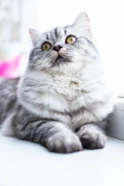 Niedliche persische Katze Porträt sitzt auf der Fensterbank — Stockfoto