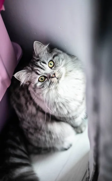 Lindo gato persa retrato sentado en el suelo —  Fotos de Stock