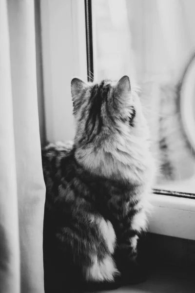 Cute Persian cat sitting on floor near the window — Stock Photo, Image