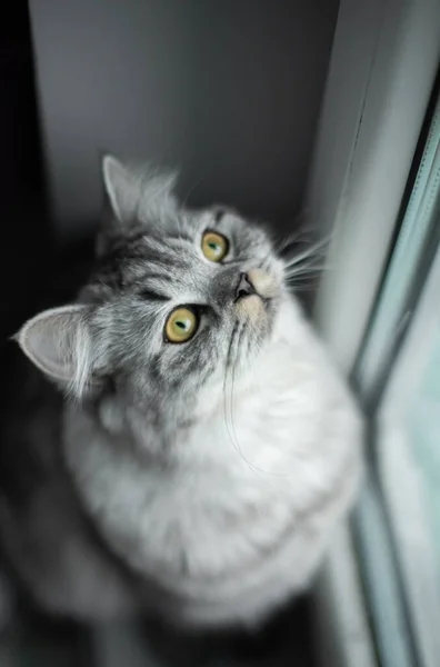 Retrato bonito gato persa sentado no chão perto da janela — Fotografia de Stock