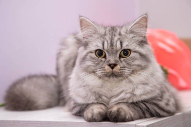  Şifonyerin üzerinde oturan sevimli İran kedisi.