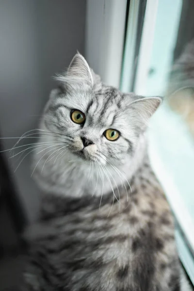 Söt persisk katt porträtt sitter på golvet nära fönstret — Stockfoto