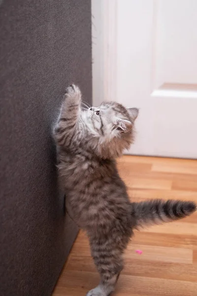 ลูกแมวเปอร์เซียที่น่ารักยืนขึ้นบนขาหลังของมันเพื่อความสูงเต็มของมัน — ภาพถ่ายสต็อก