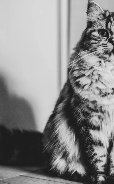 Half of body Cute Persian cat sitting on the floor — Stock Photo, Image