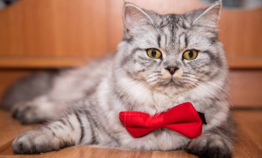  Evde yerde oturan kırmızı papyonlu şirin İran kedisi.