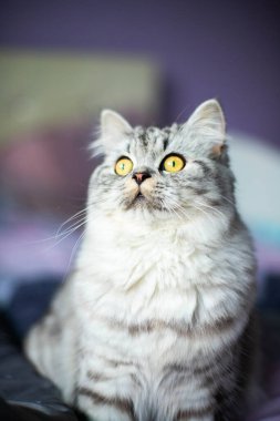  Kanepede oturan şirin İran kedi portresi.