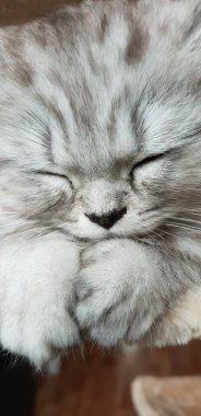  Tatlı İranlı kedi yavrusu evde uyuyor.