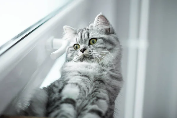 Retrato bonito gato persa sentado no peitoril da janela — Fotografia de Stock