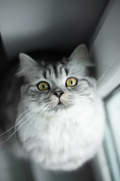 Lindo gato persa retrato sentado en el suelo — Foto de Stock