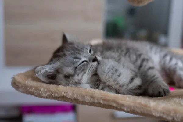 Lindo gatito persa acostado en el sofá en casa — Foto de Stock