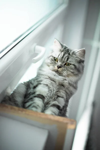Retrato de gato persa lindo sentado en el alféizar de la ventana —  Fotos de Stock